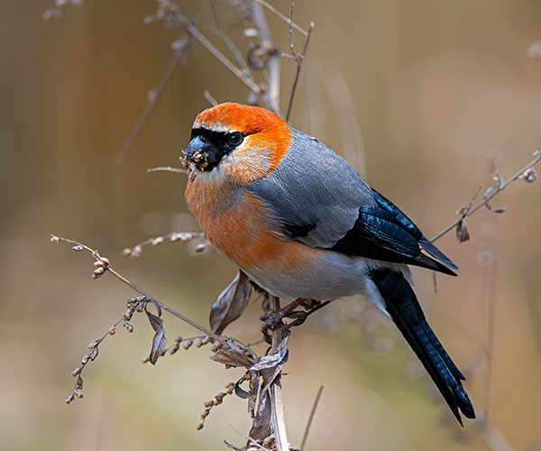 8 Days Bird Watching Itinerary