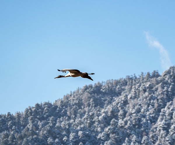 3 Days Phobjikha Birdwatching Escape