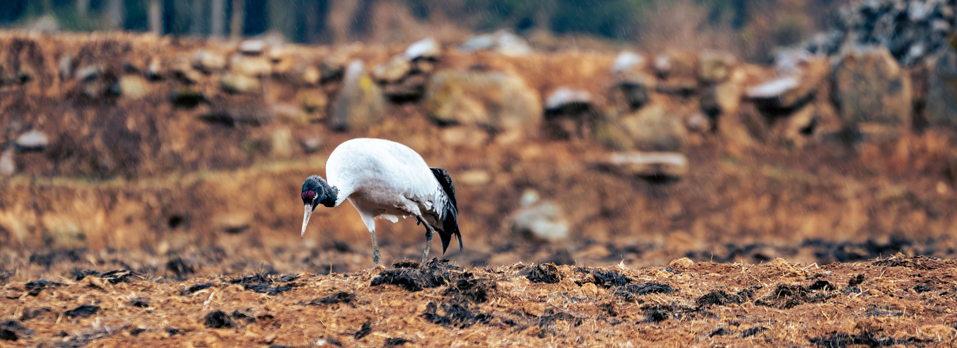4 Days Himalayan Wildlife Discovery