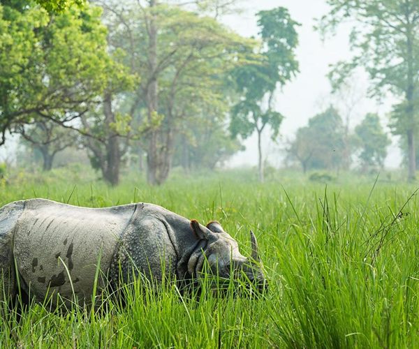 Bardia Jungle Safari &ndash; 5 Days