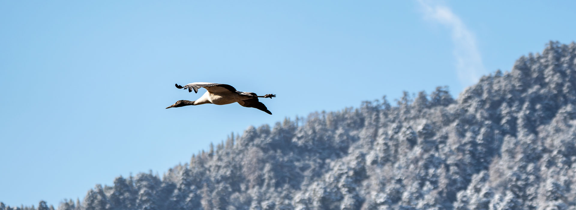 3 Days Phobjikha Birdwatching Escape