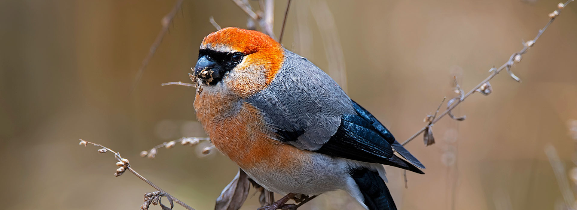 8 Days Bird Watching Itinerary