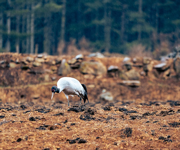 4 Days Himalayan Wildlife Discovery